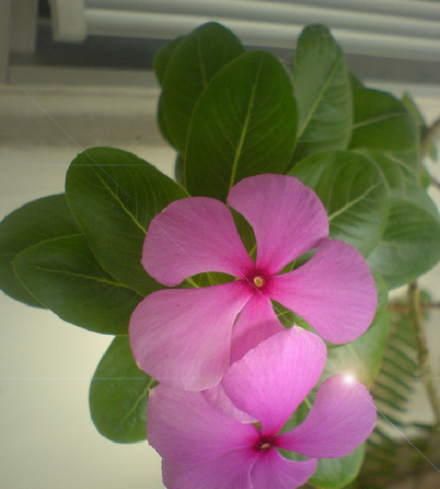 Vinca