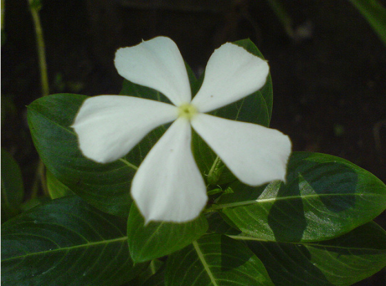 Vinca