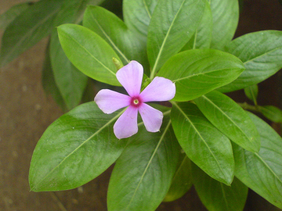 Vinca