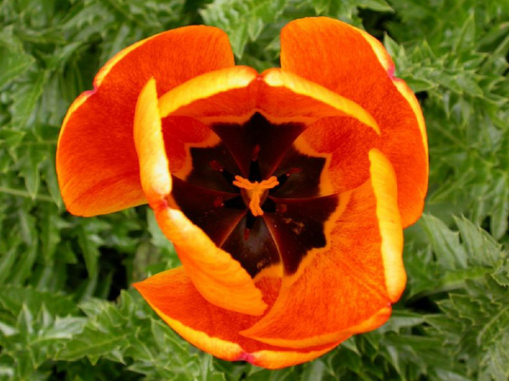 Tulipán 