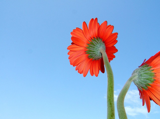 Gerbera 