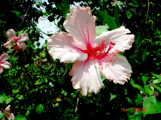 Hibiszkusz